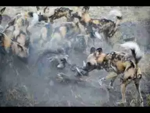 Video: TOP 10 WILD DOGS ATTACK || Wild Dogs vs Leopard, Warthog, Crocodile, Buffao